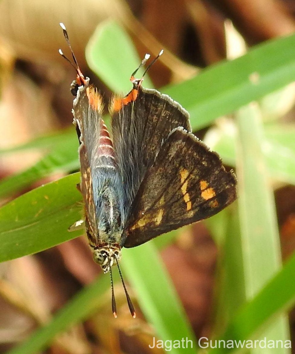 Spindasis vulcanus Fabricius, 1775